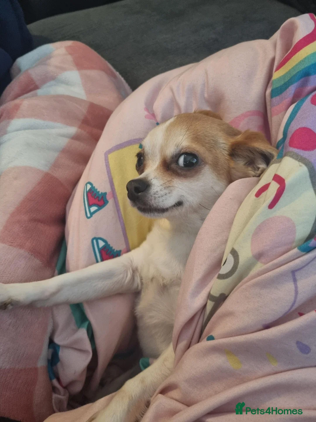 Chihuahua dogs for sale: Chihuahua - Advert 20