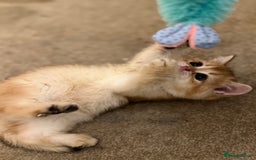 British Shorthair cats for sale: Only two boys left ready to go ❤️ - Image 19