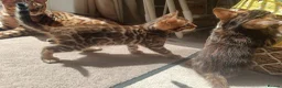Bengal cats for sale: Absolutely beautiful pedigree bengal kittens - Advert 19