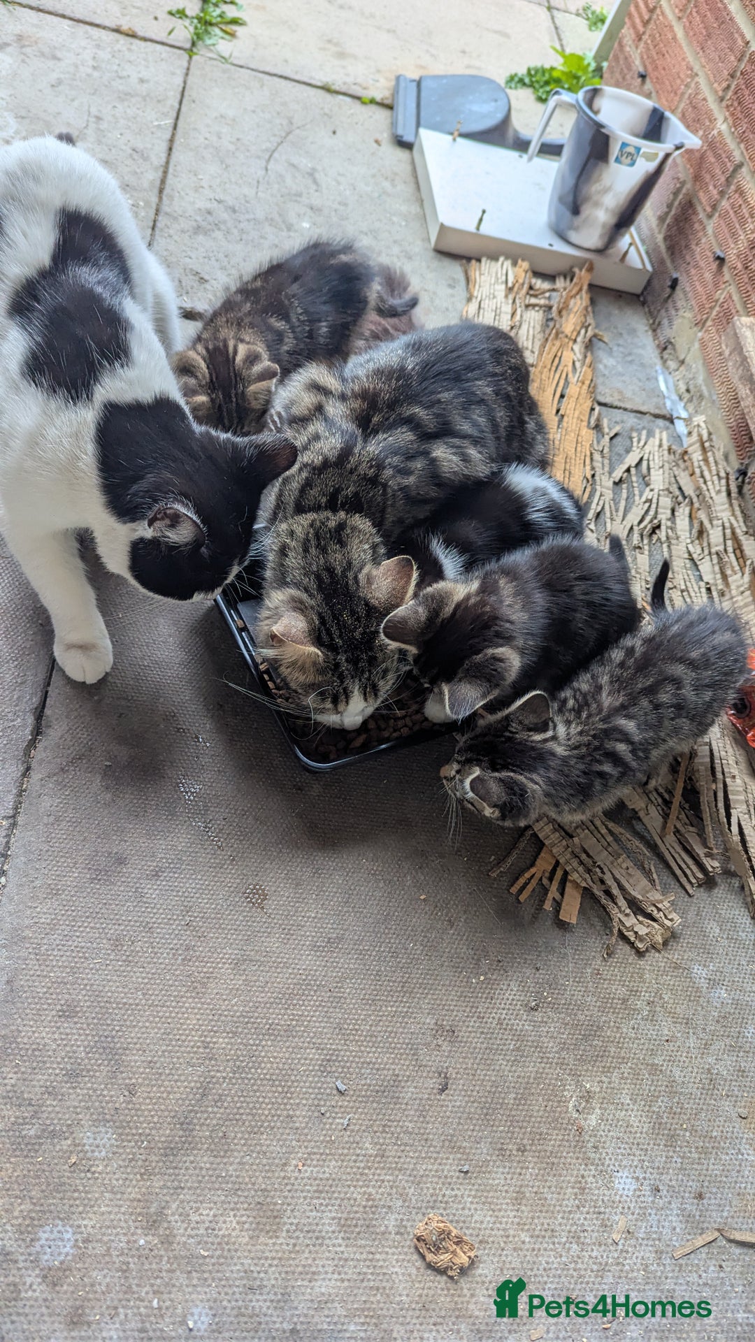 Mixed Breed cats for sale: Kittens for sale - Image 19