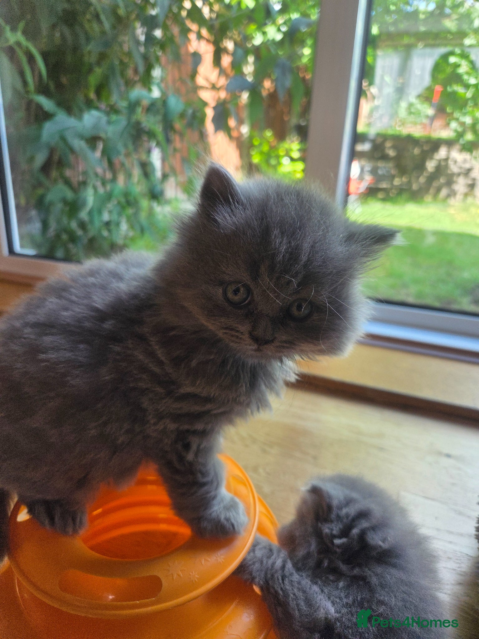 Scottish Fold cats for sale: Scottish kittens blue fold and straight boy, girl in Nottingham - Advert 9