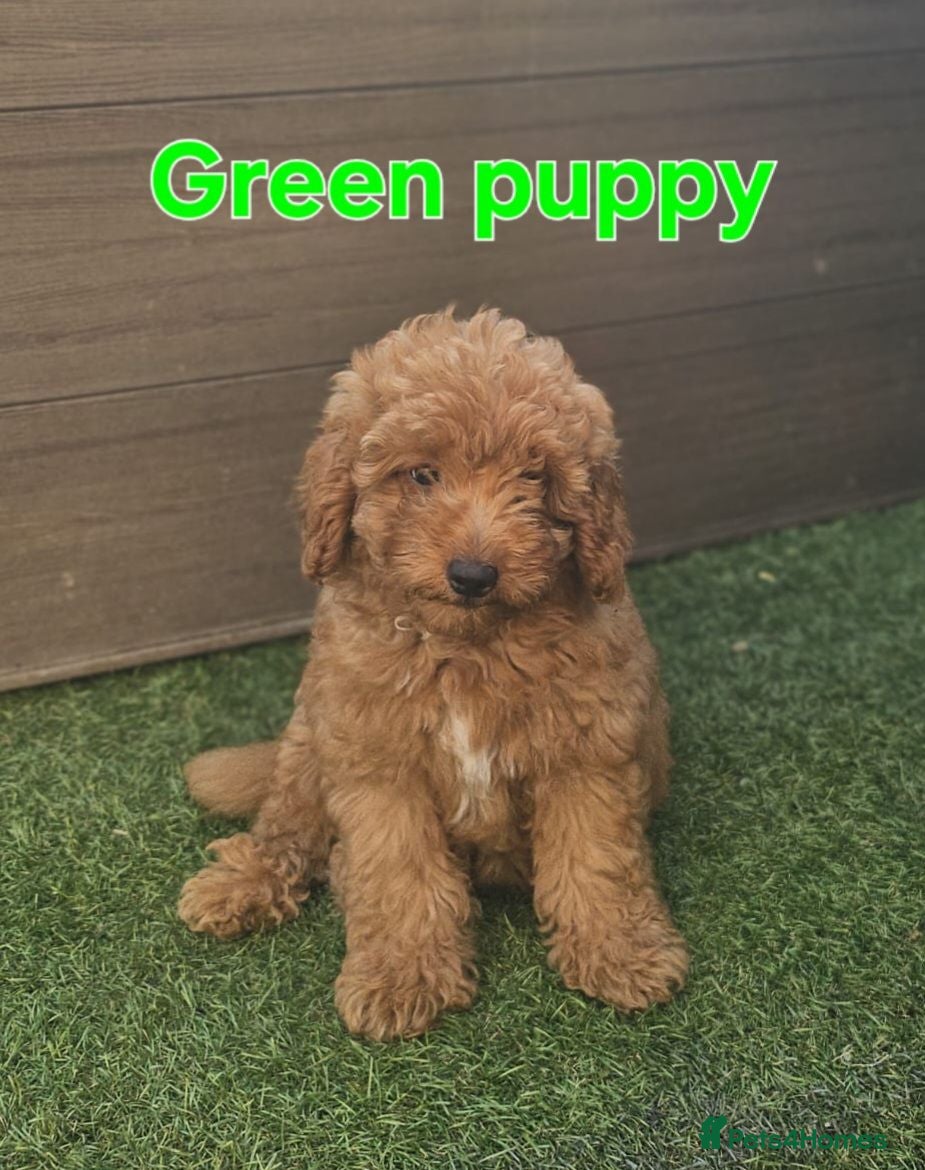 Maltipoo dogs 🐶3 boys left looking for their forever home🐶  - Advert 4