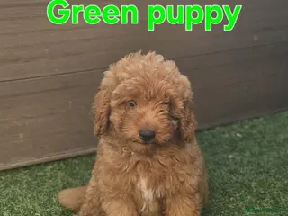 Maltipoo dogs 🐶3 boys left looking for their forever home🐶 - Advert 4