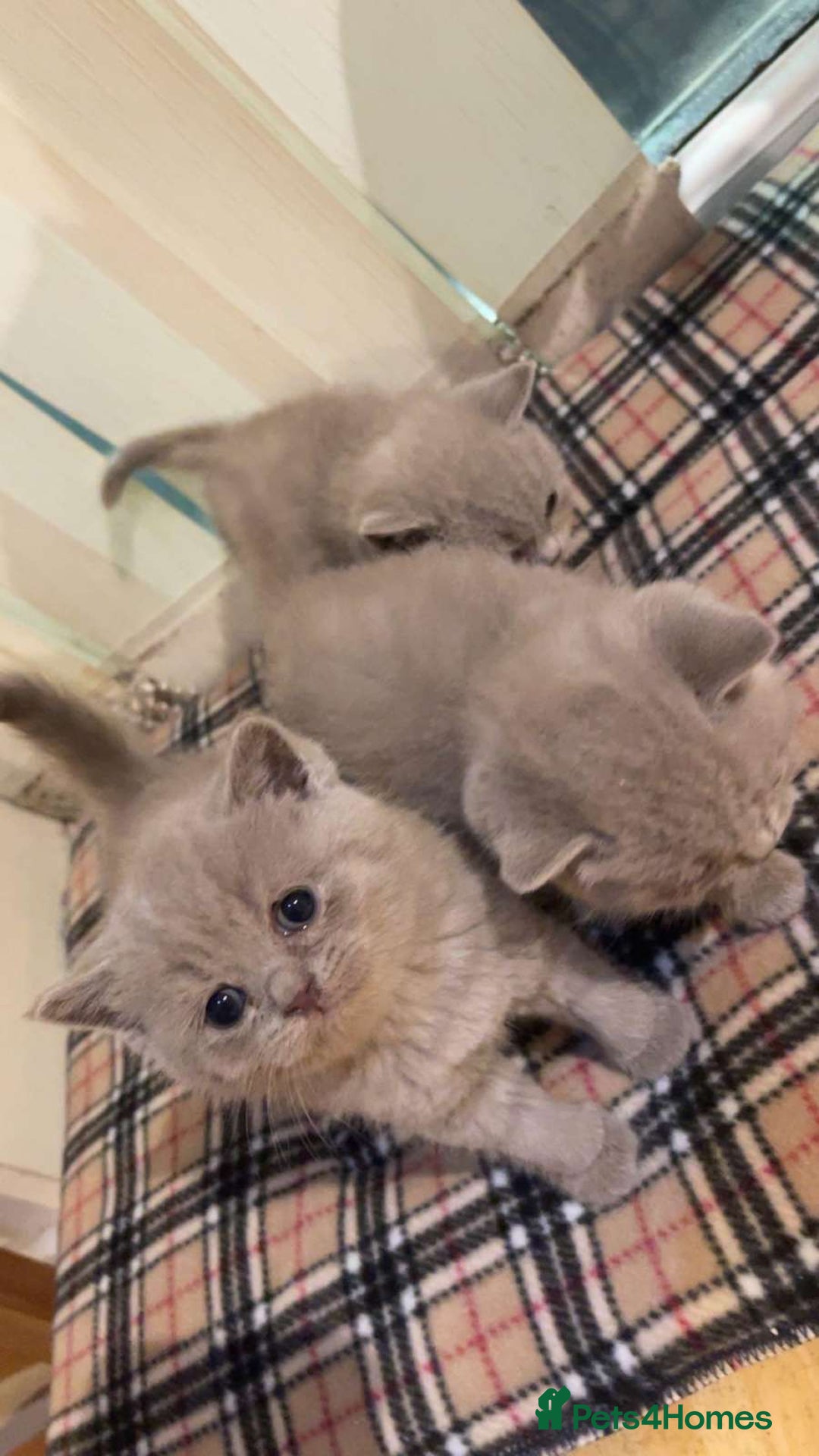 British Shorthair cats for sale: British Shorthair Kittens for Sale - Advert 5
