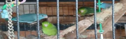 Mixed Breed birds for sale: Parrotlets Celestial  Parrotlets  - Advert 5
