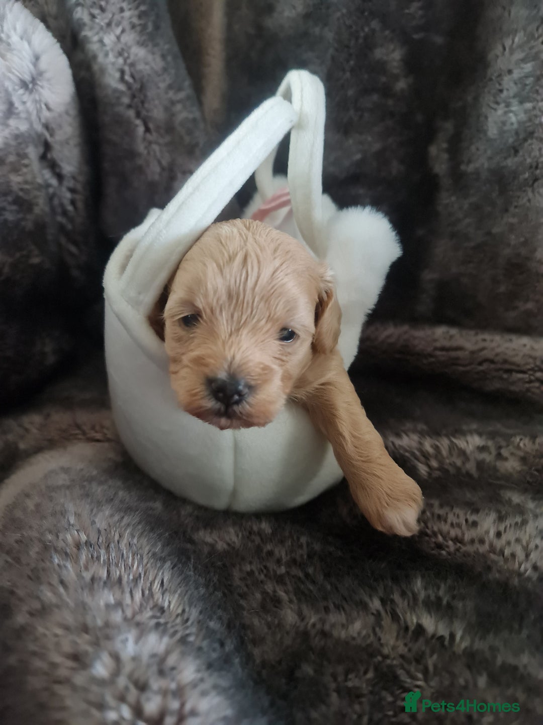 Maltipoo dogs for sale: Multipoo boy - Image 5