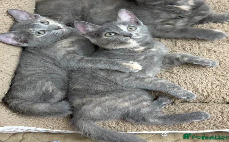 Mixed Breed cats - Advert 9