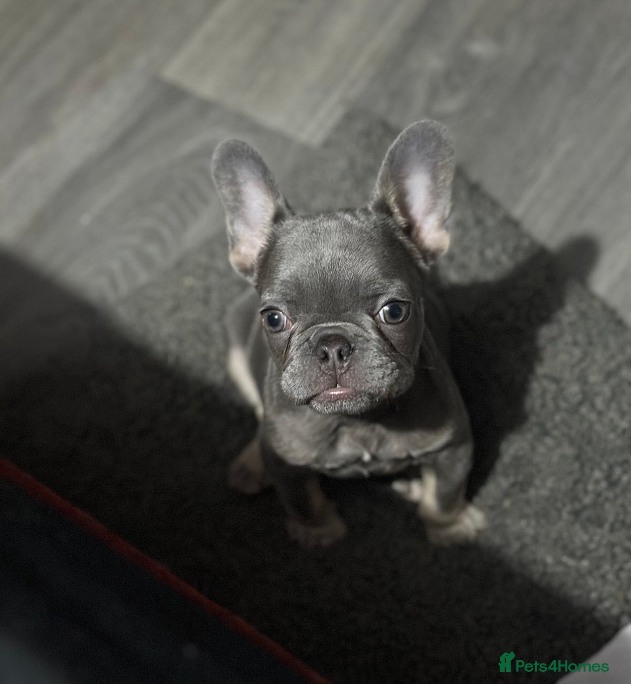 French Bulldog dogs Lilac and tan frenchie pup - Advert 1