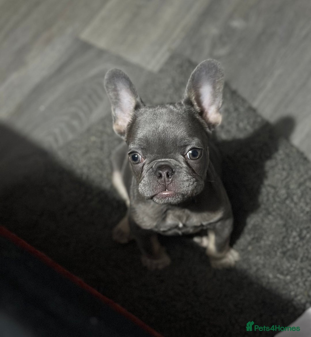 French Bulldog dogs for sale: Lilac and tan frenchie pup - Advert 1