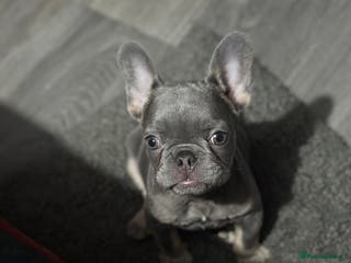 French Bulldog dogs Lilac and tan frenchie pup - Advert 3