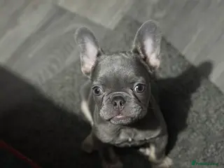 French Bulldog dogs Lilac and tan frenchie pup - Advert 2