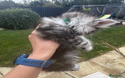 Maine Coon cats for sale: Maine coon kittens  - Image 21