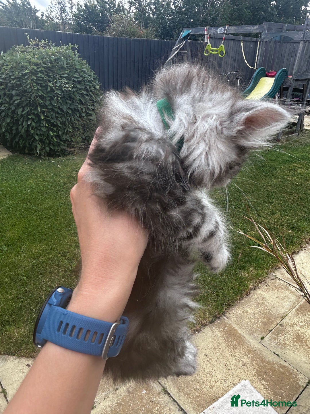 Maine Coon cats for sale: Maine coon kittens  - Image 21