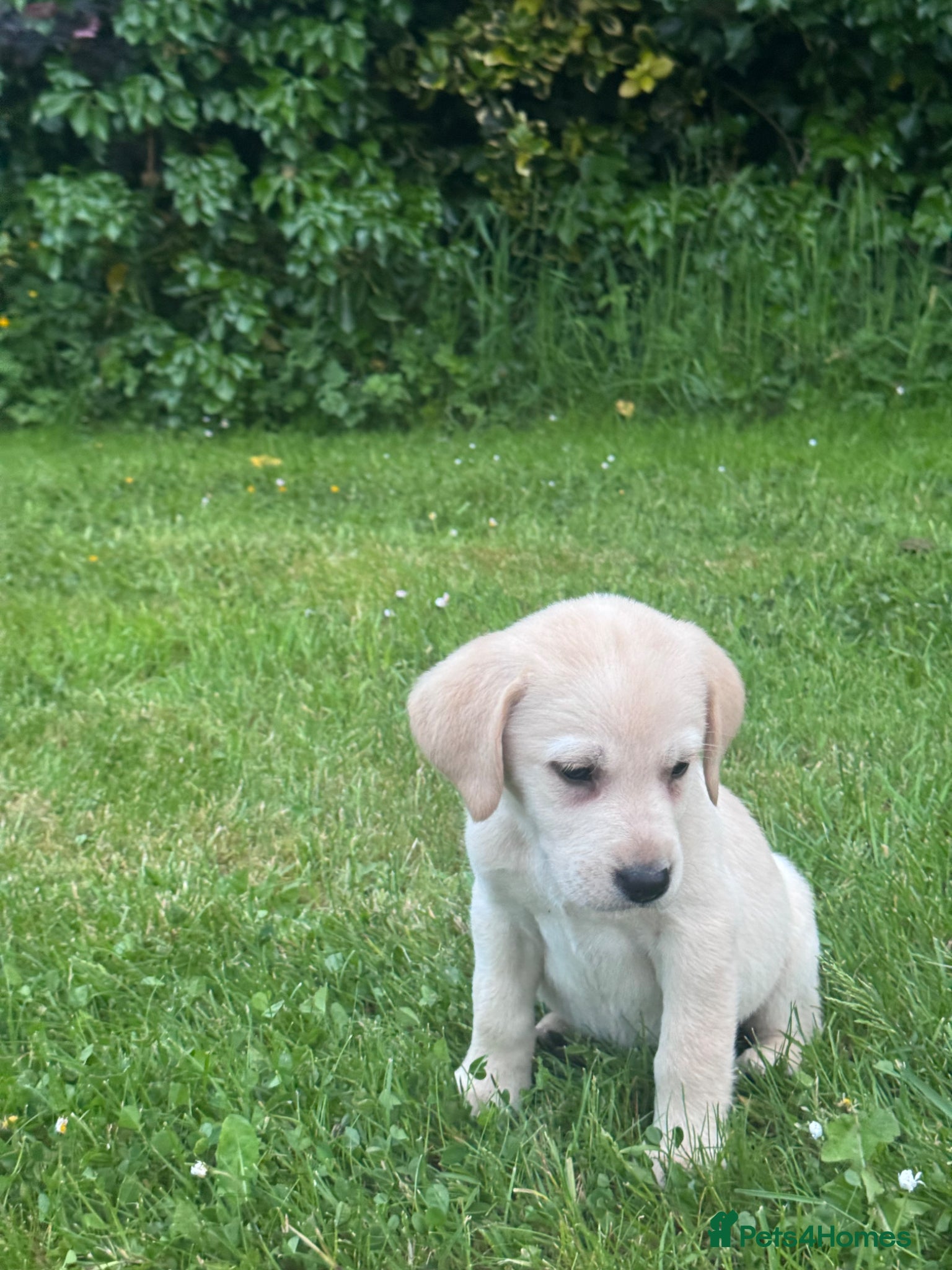 Labrador Retriever dogs for sale: Golden Labrador Puppies in Ayr - Advert 3