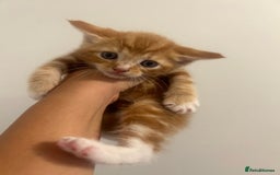 Mixed Breed cats for sale: 4 beautiful kittens ready to go 31st August - Image 1