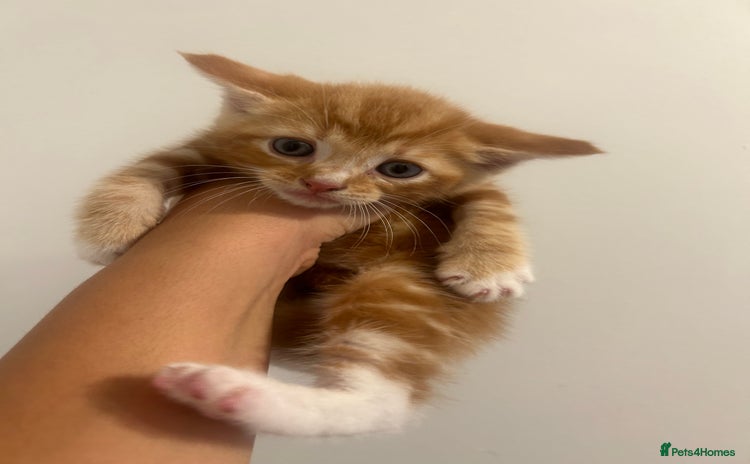Mixed Breed cats - Advert 6