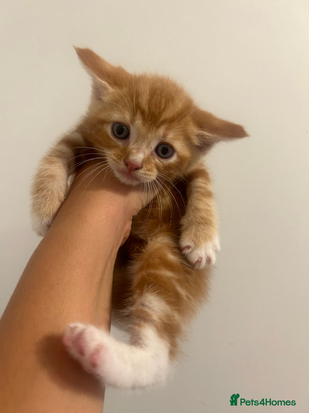 Mixed Breed cats for sale: 4 beautiful kittens ready to go 31st August - Image 1
