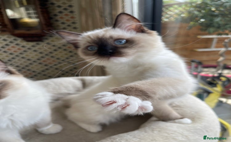 Ragdoll cats - Advert 14