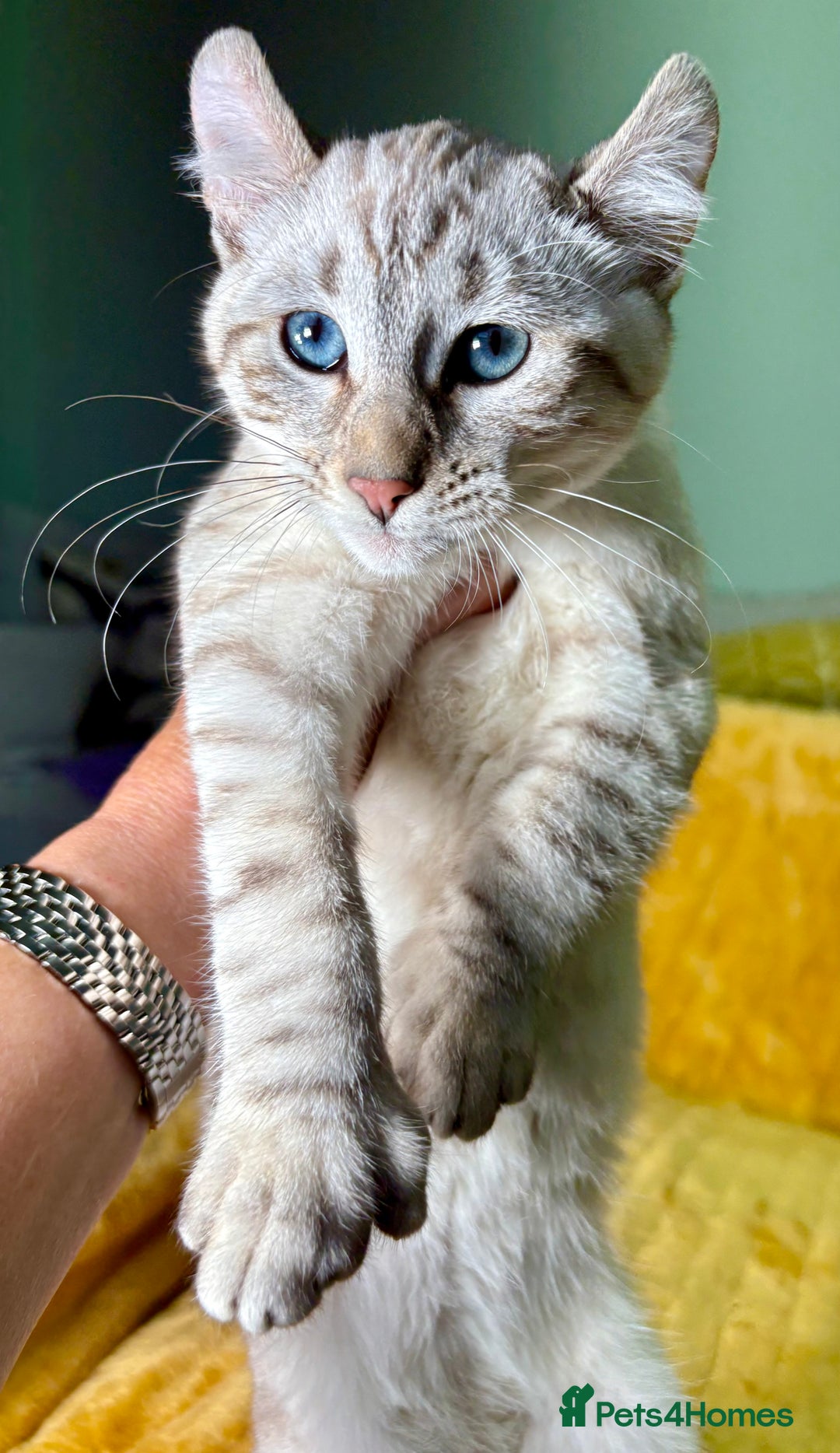 Keetso cats for sale: Superb polydactyl curled eared girl - Advert 2