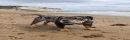 English Bulldog dogs for stud: 💎BLUE MERLE BULLDOG💎 - Advert 4