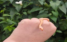 Garter Snake reptiles for sale: Albino Checkered Garter Snake Babies  - Image 2