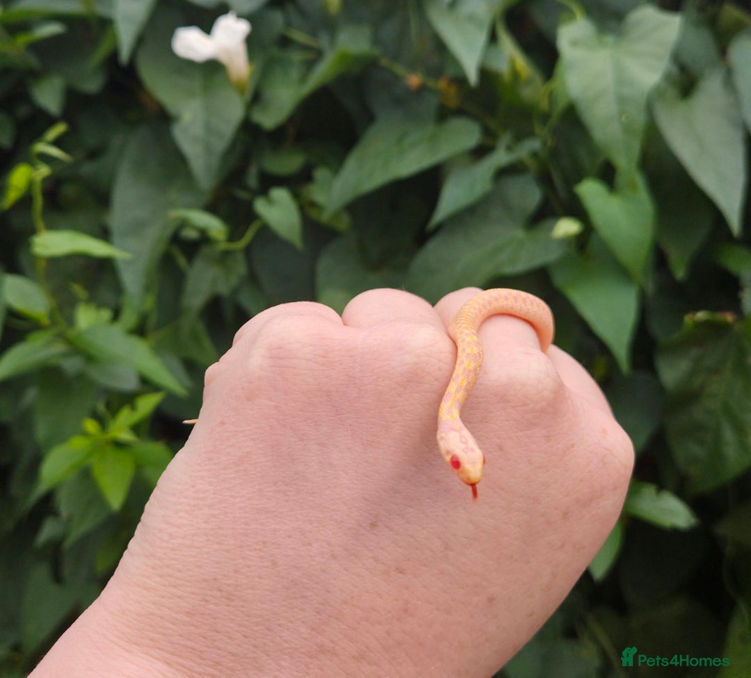 Garter Snake reptiles for sale: Albino Checkered Garter Snake Babies  - Image 2