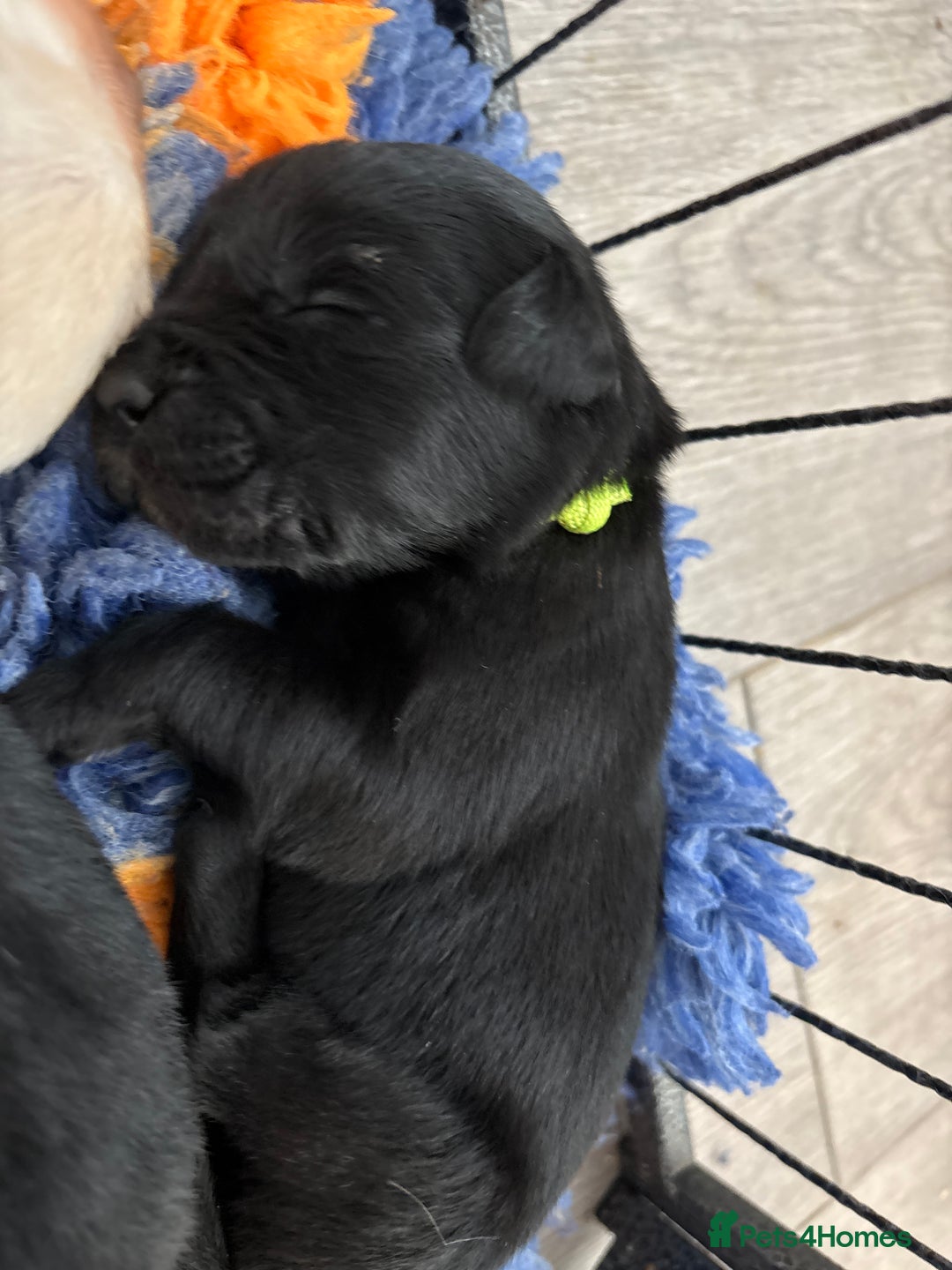Mixed Breed dogs for sale: Stunning lab/rottie x golden retriever puppies e - Advert 25