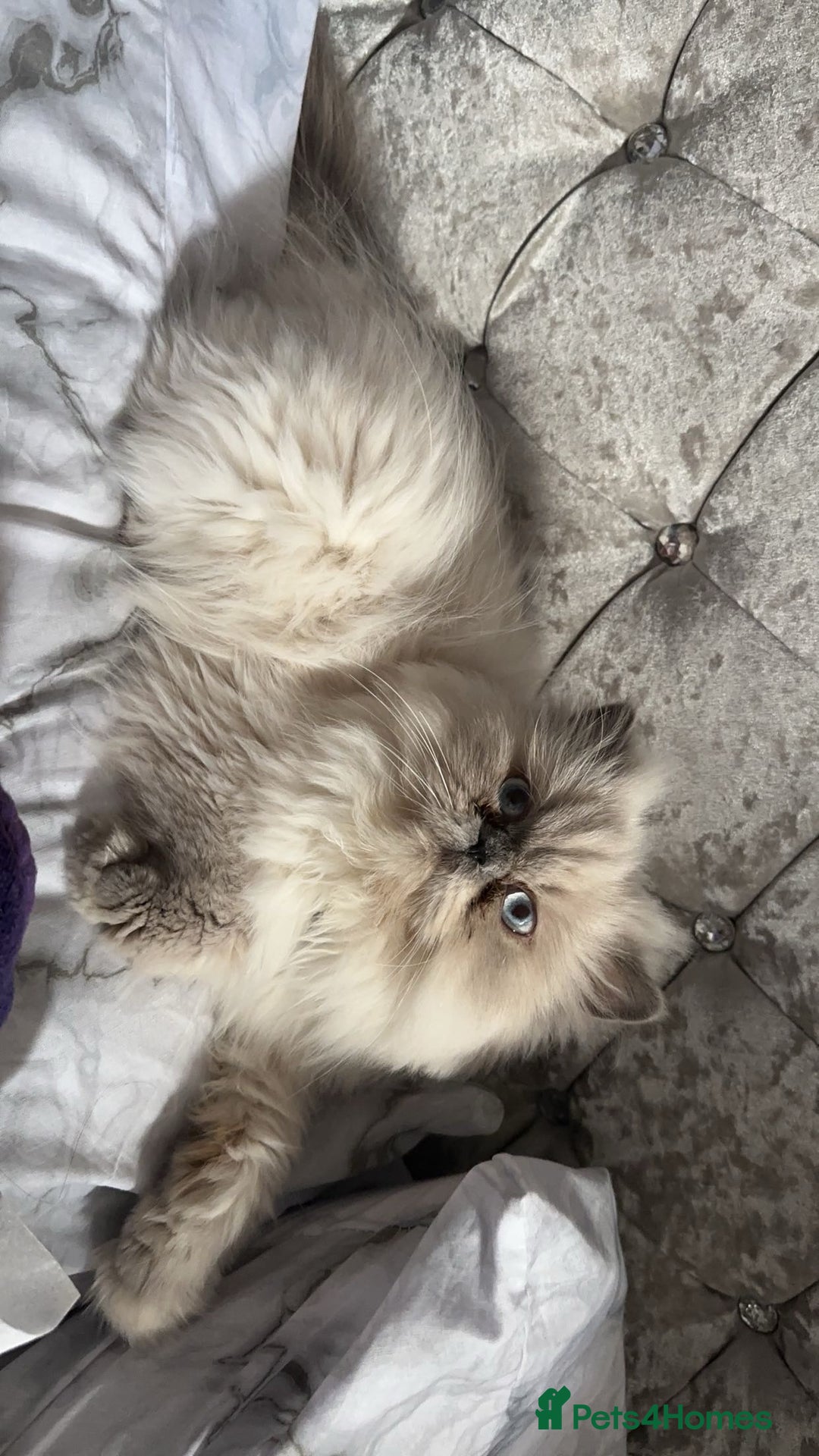 Persian cats for sale: 2 female Persian sisters  - Image 2