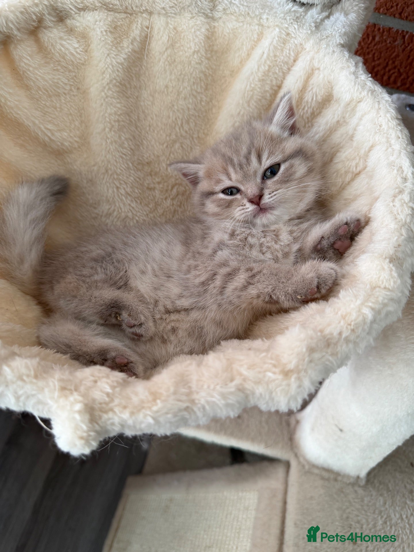 Scottish Fold cats Exceptional litter of Scottish fold/ straight😍😍 - Advert 2