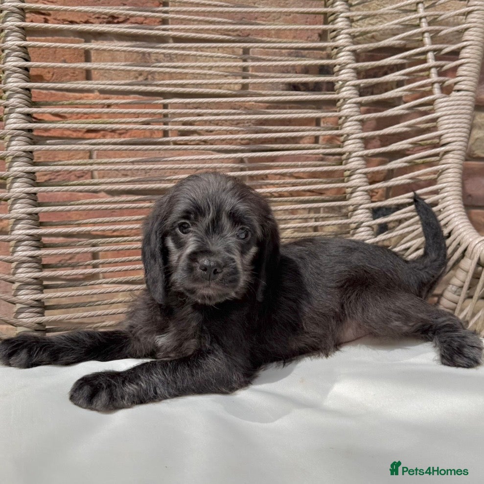 Mixed Breed dogs for sale: ⭐️⭐️Poogle Puppies (Beagle x Miniature Poodle)⭐️⭐️ - Advert 23