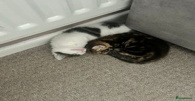 Mixed Breed cats - Advert 3
