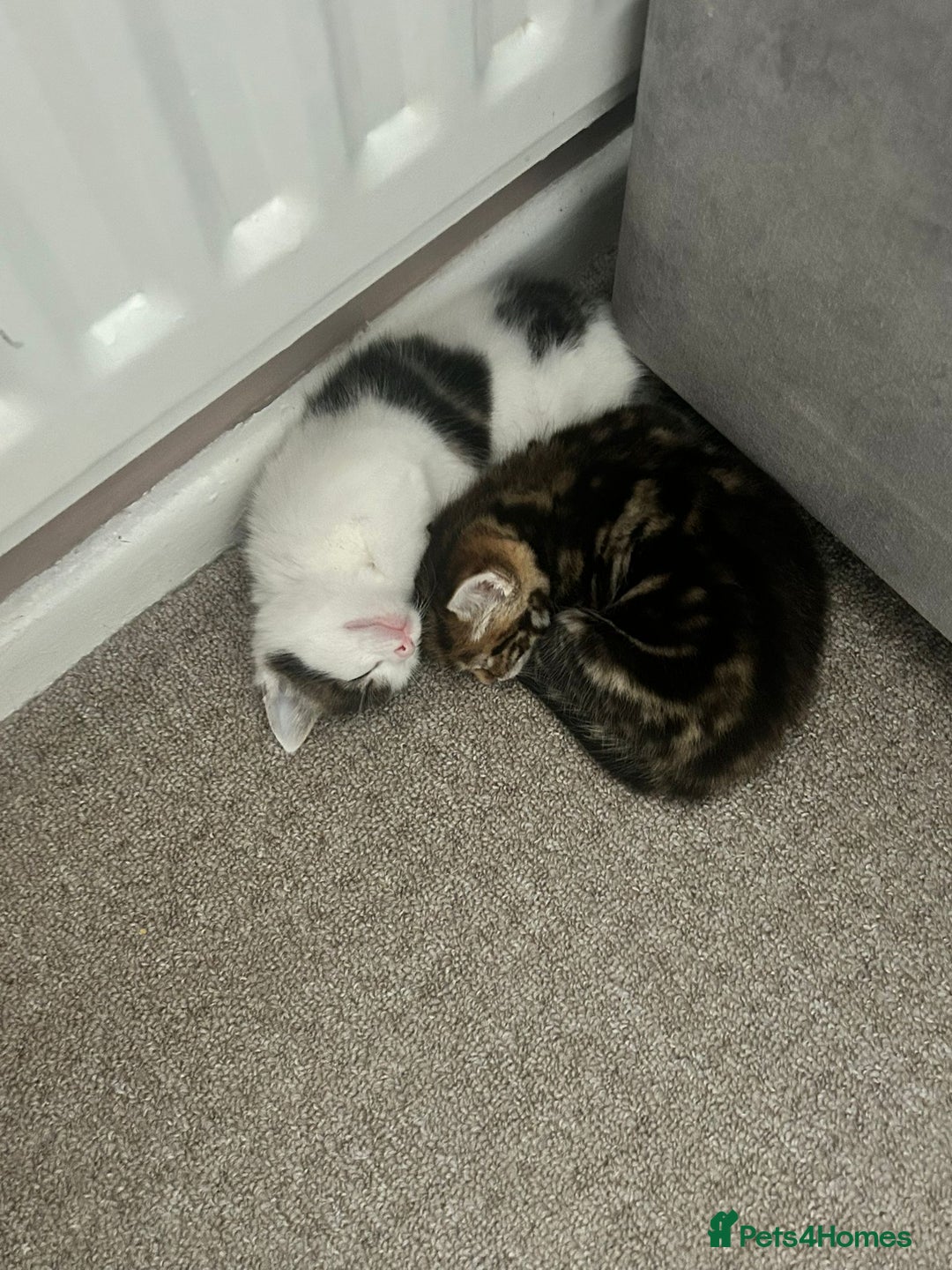 Mixed Breed cats for sale: Two mixed kittens  - Image 3