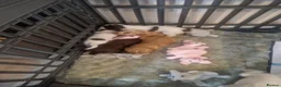 Mixed Breed dogs for sale: Cocker Spaniel Puppies - Advert 9