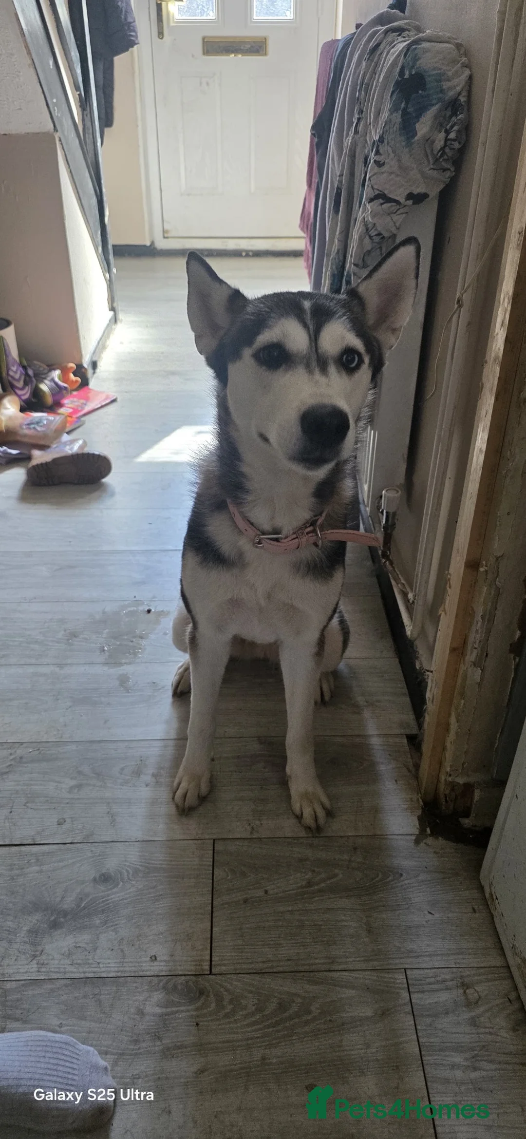 Siberian Husky dogs for sale: 2 year old husky for sale - Advert 2