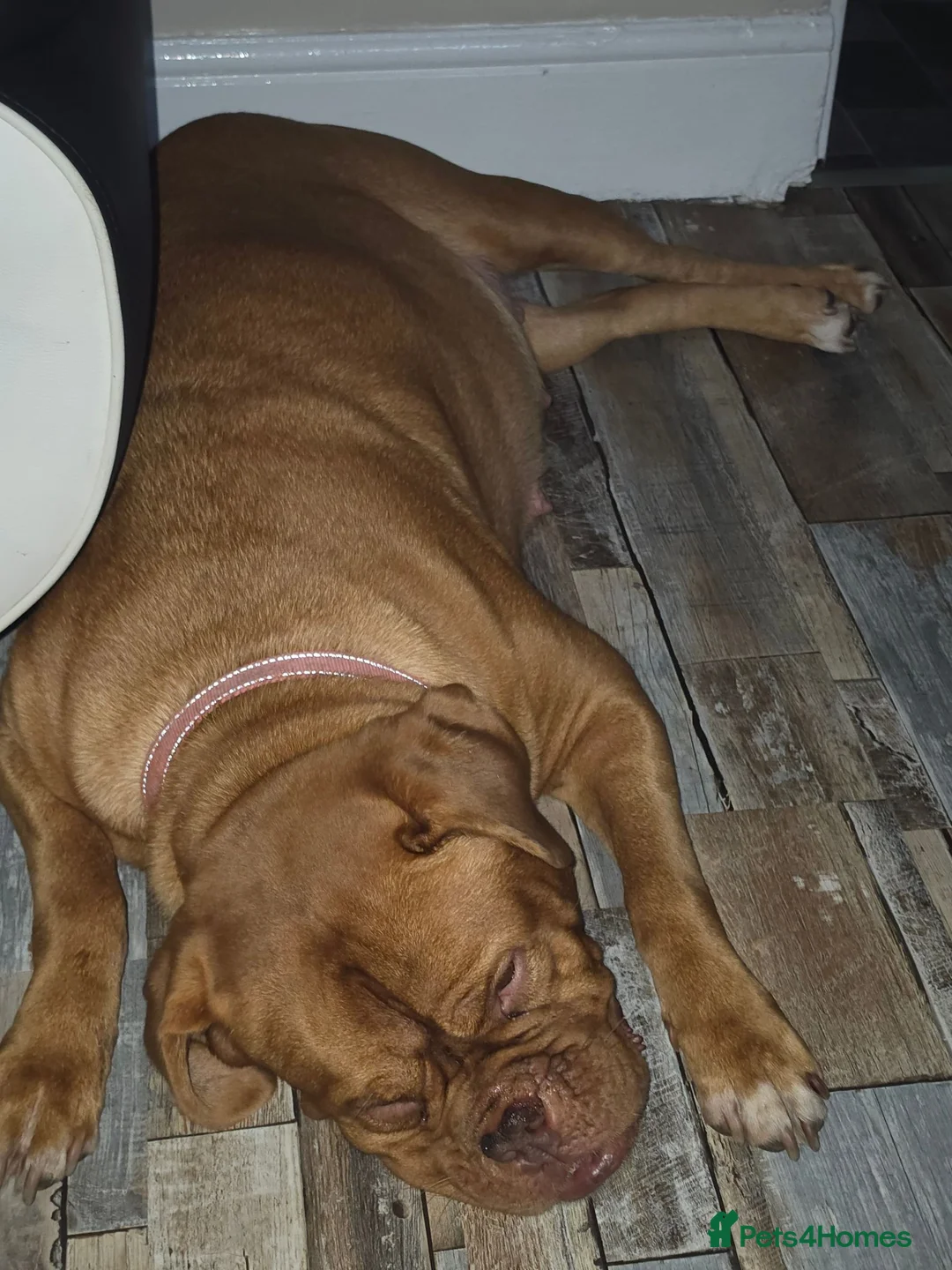 Mixed Breed dogs for sale: Dogue de bordeaux x cane corso puppies - Advert 1