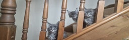 Maine Coon cats for sale: 🐾 Three Majestic Pedigree Maine Coon Kittens! 🏡 - Advert 5