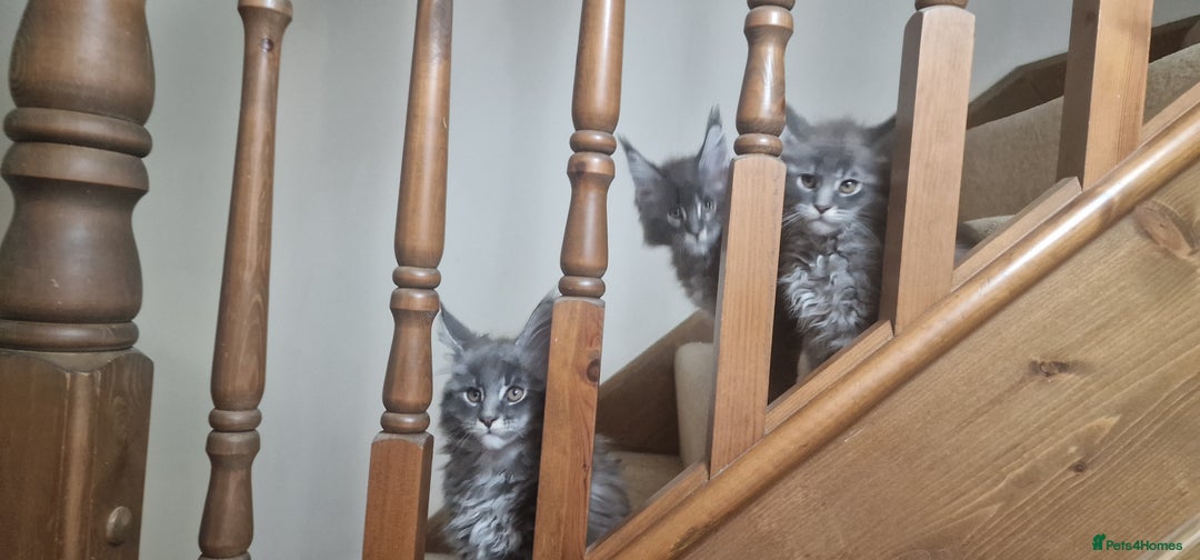 Maine Coon cats for sale: 🐾 Three Majestic Pedigree Maine Coon Kittens! 🏡 - Advert 5
