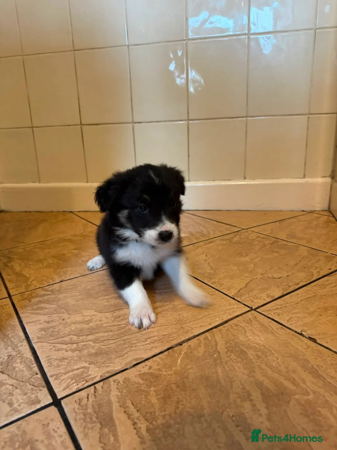 Border Collie dogs for sale: Border collie pups for sale - Advert 2