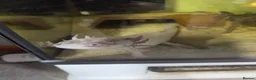 Axolotl reptiles for sale: Male axolotl  - Advert 2