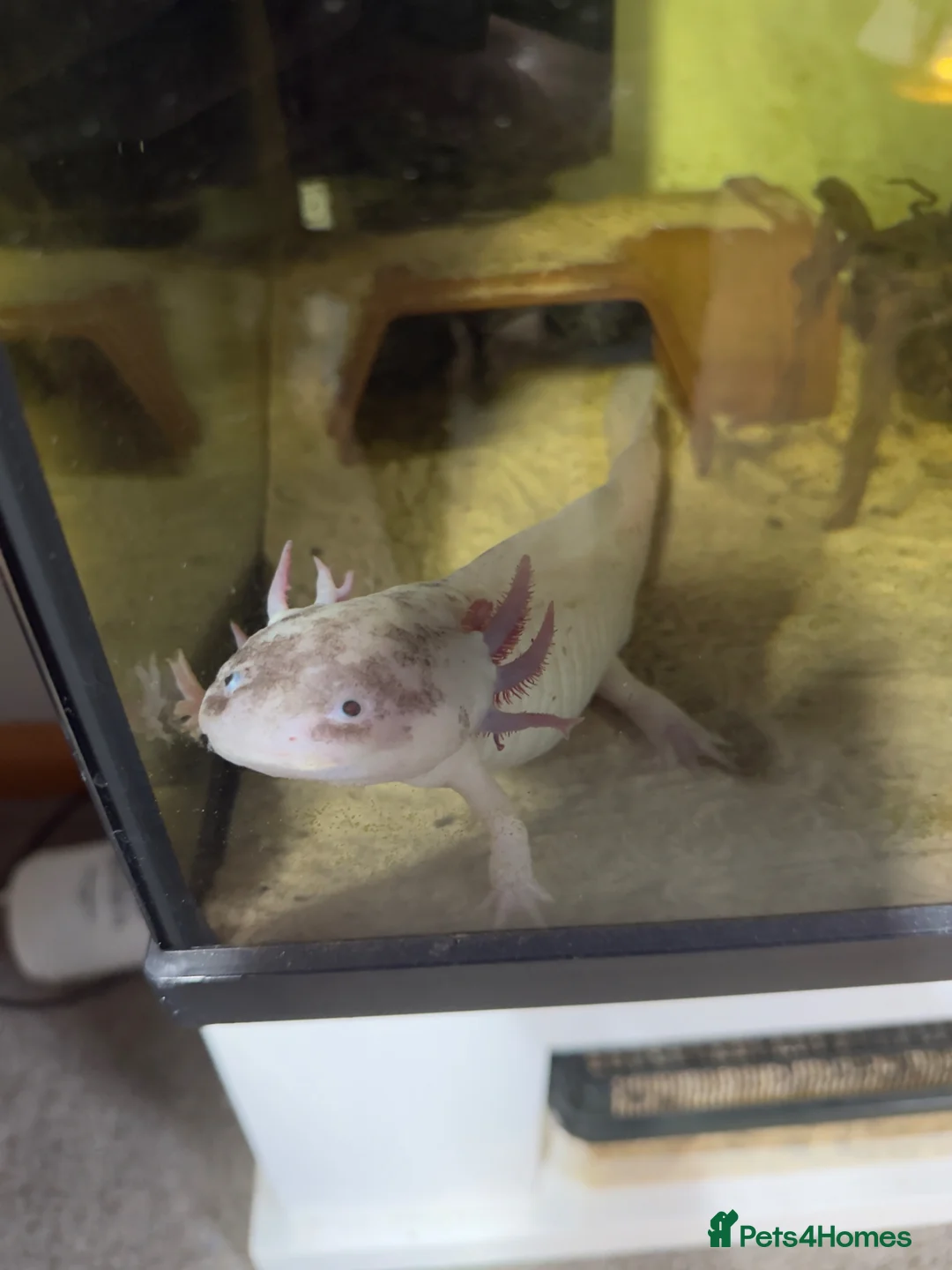 Axolotl reptiles for sale: Male axolotl  - Advert 2