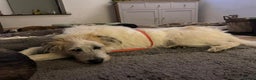 Lurcher dogs for adoption: KALLIE-friendly&playful girl/loves dogs/energetic - Advert 17