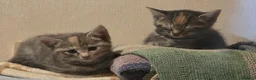 Mixed Breed cats for sale: Friendly, playful and sweet kittens  - Advert 9