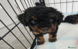 Toy Poodle dogs for sale: KC Black/Tan, Black/Cream Toy Poodles, READY NOW! in Morpeth - Image 13