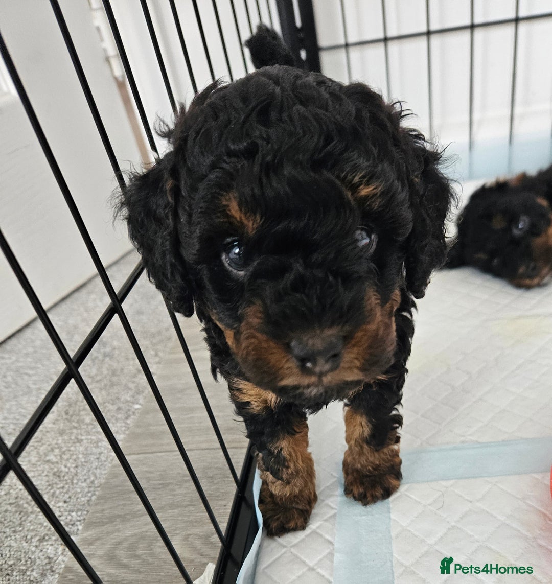 Toy Poodle dogs for sale: KC Black/Tan, Black/Cream Toy Poodles, READY NOW! in Morpeth - Image 13
