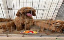Cavapoo dogs for sale: Red Cavapoo puppies  - Image 9