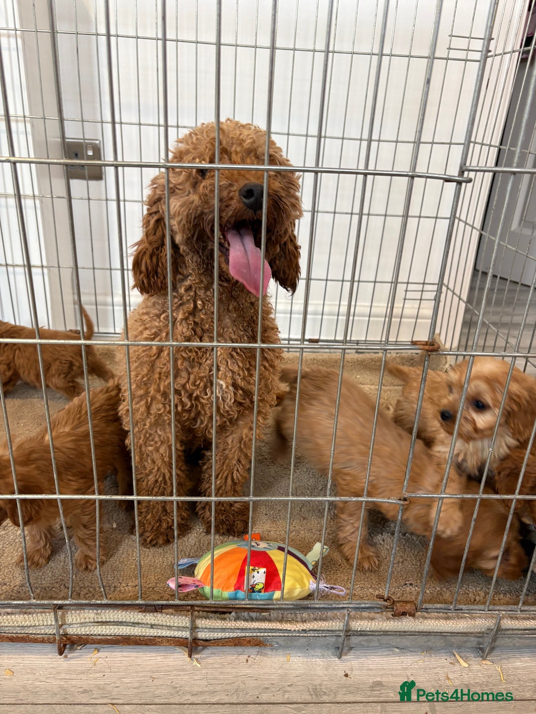 Cavapoo dogs for sale: Red Cavapoo puppies  - Image 9