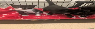 British Shorthair Kitten 3