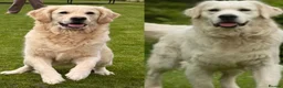 Golden Retriever dogs for sale:     KC Golden Retriever Puppies Due October - Advert 3