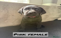 Labrador Retriever dogs for sale: KC Registered Black and Yellow Labrador puppies - Image 5
