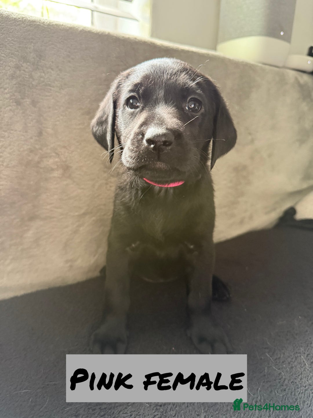 Labrador Retriever dogs for sale: KC Registered Black and Yellow Labrador puppies - Image 5